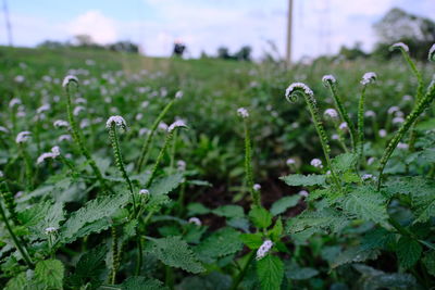 Close-up of plants growing on field