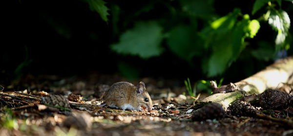 Close-up of mouse on field