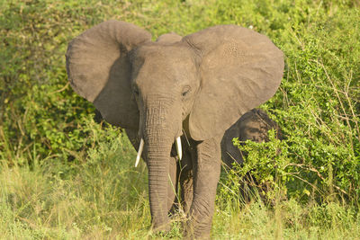 African elephant in the bush of uganda