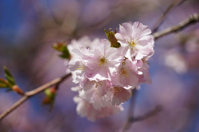 Close-up of cherry blossom tree