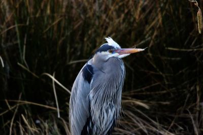 Close-up of a heron perching on a land