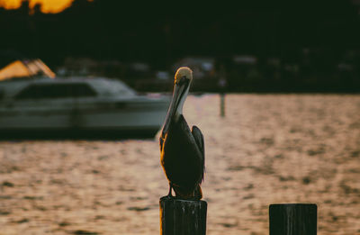 Close-up of bird perching on wooden post