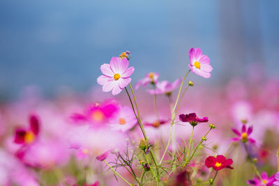 Close-up of purple flowering plant on field