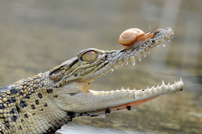 Close-up of crocodile in water