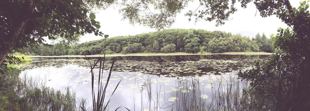 growth, lake, tree, water, nature, plant, reflection, no people, beauty in nature, tranquility, scenics, day, outdoors, sky, freshness