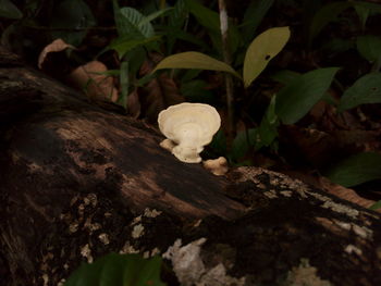 High angle view of mushrooms growing on field