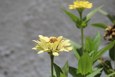 Close-up of yellow flowering plant