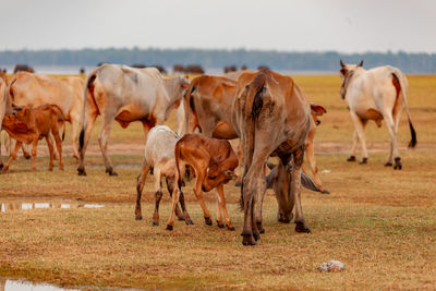 The cow, the mother and the cow are in the middle of the grass field. calf eating milk.