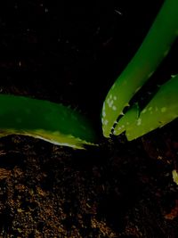 Close-up of wet plants on field at night