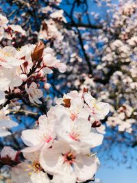 Close-up of cherry blossoms in spring