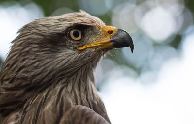 Close-up of owl