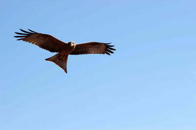 Low angle view of bird flying against clear blue sky