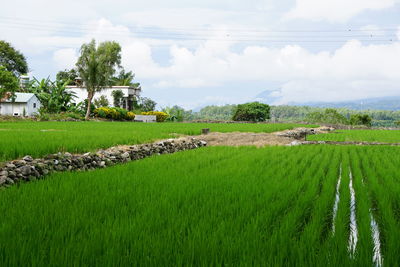 Scenic view of rice field against sky
