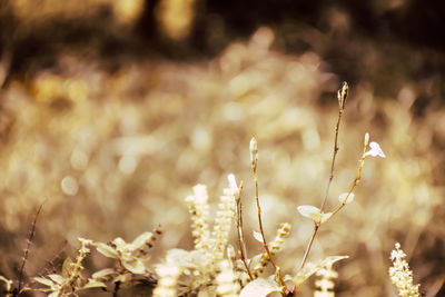 Close-up of plants