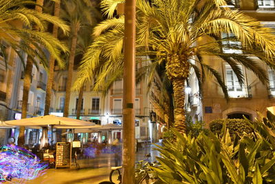 View of palm trees in city