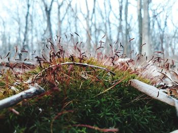 Close-up of grass on field in forest