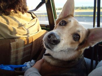 Rear view of man with dog sitting in car