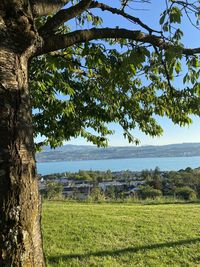 Scenic view of trees on landscape against sky