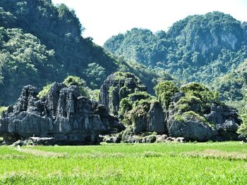 Scenic view of grassy field against sky