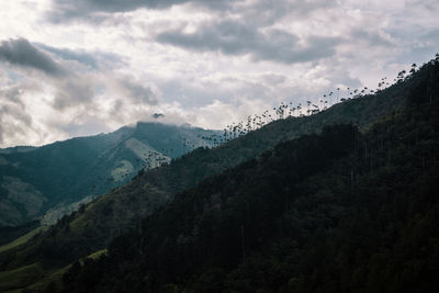 Low angle view of trees growing on mountains against cloudy sky