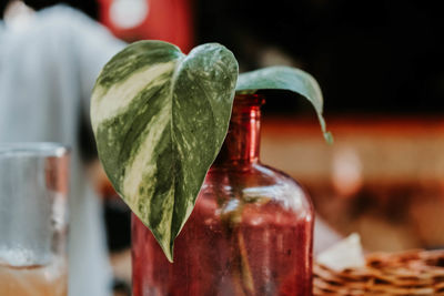 Close-up of drink on table