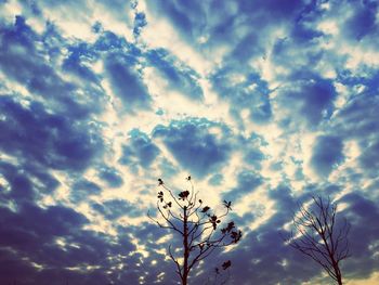 Low angle view of flower tree against sky