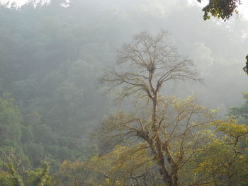 Tree in forest