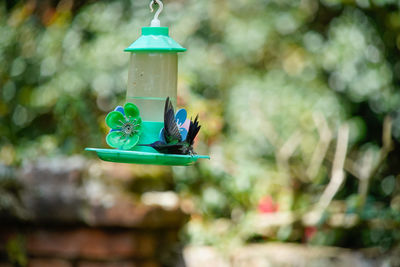 Close-up of bird feeder