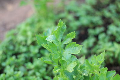 Close-up of plant growing on field