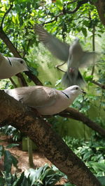 Bird perching on tree trunk