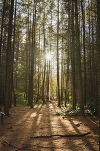 Footpath amidst trees in forest