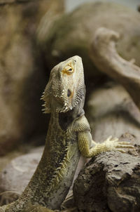 Close-up of lizard on rock