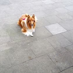 High angle view of shetland sheepdog on footpath