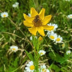 Close-up of yellow flower