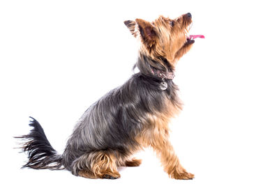 Dog looking away over white background