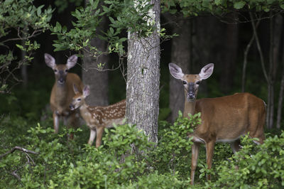 Deer standing on field against trees