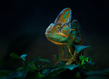 Chameleon on plants at night