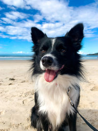 Portrait of dog on beach