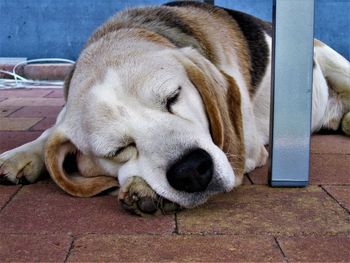 Close-up of dog sleeping