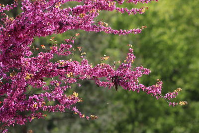 Close-up of pink cherry blossoms in spring