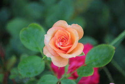 Close-up of rose roses