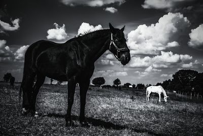 Horses standing in ranch against sky