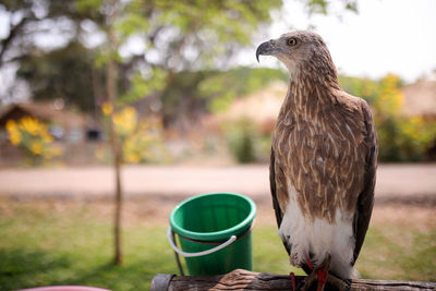 Close-up of a bird