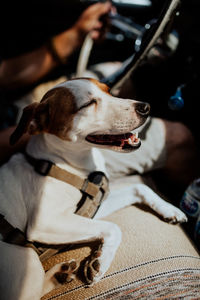 High angle view of dog relaxing on car seat