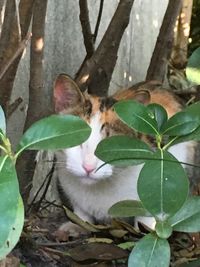 Close-up of cat by tree
