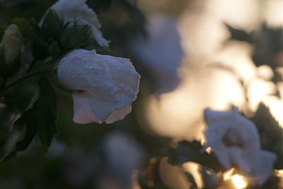 Close-up of white rose on plant