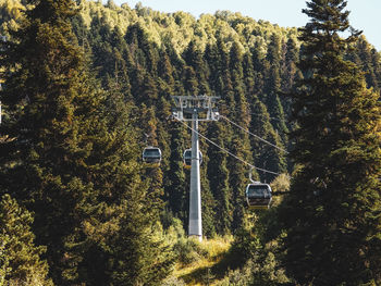 Low angle view of road amidst trees