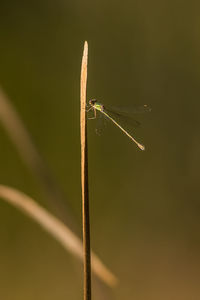 Close-up of dragonfly on leaf