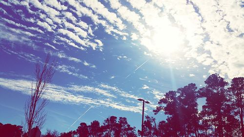 Low angle view of trees against blue sky