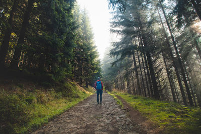 Hiker with a blue backpack walks in a forest environment. beskydy mountains, czech republic